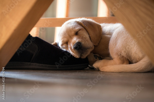 Labrador Puppy Sleeping
