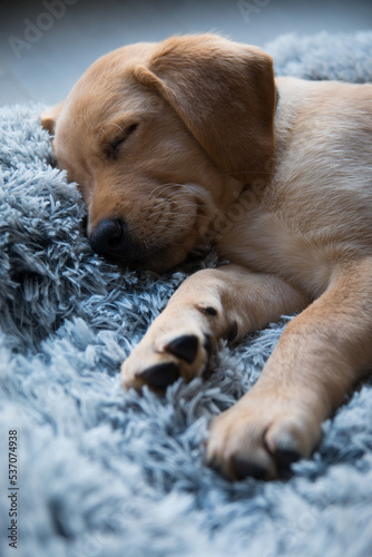 Labrador puppy sleeping in dog bed