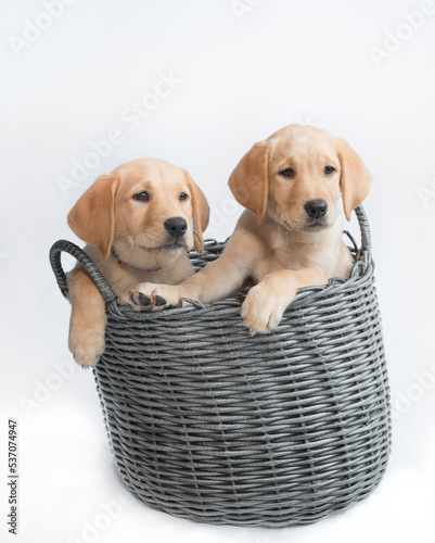 Labrador in basket