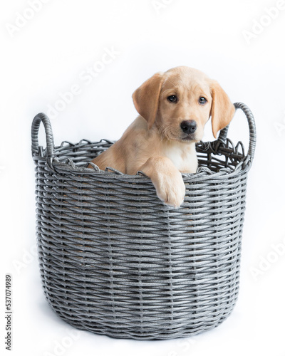 Labrador dog in basket