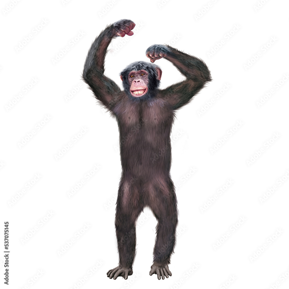 chimpanzé, attitude, mouvement, gesticule, singe, expression, mammifère, jardin zoologique, illustration, animal, fourrure, bonobo, nature, sauvage, faune, drôle, chimpanzé, attitude, mouvement, gesticule, singe, expression, mammifère, jardin zoologique, illustration, animal, fourrure, bonobo, nature, sauvage, faune, drôle,