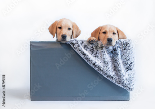 Labrador puppy dog in container 