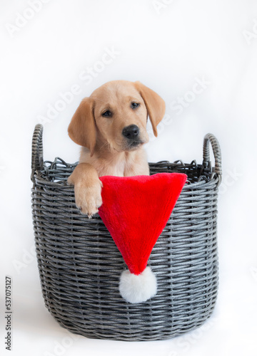 Labrador dog in basket Christmas hat