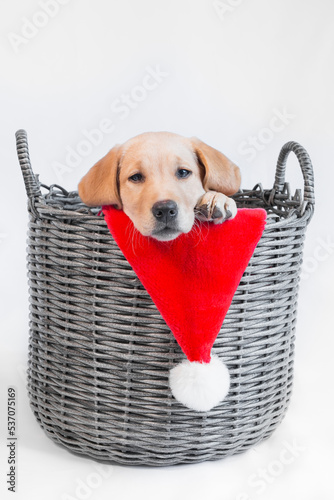 Labrador dog in basket Christmas hat