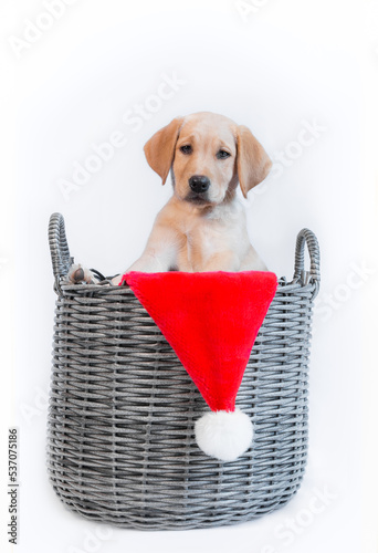 Labrador dog in basket Christmas hat