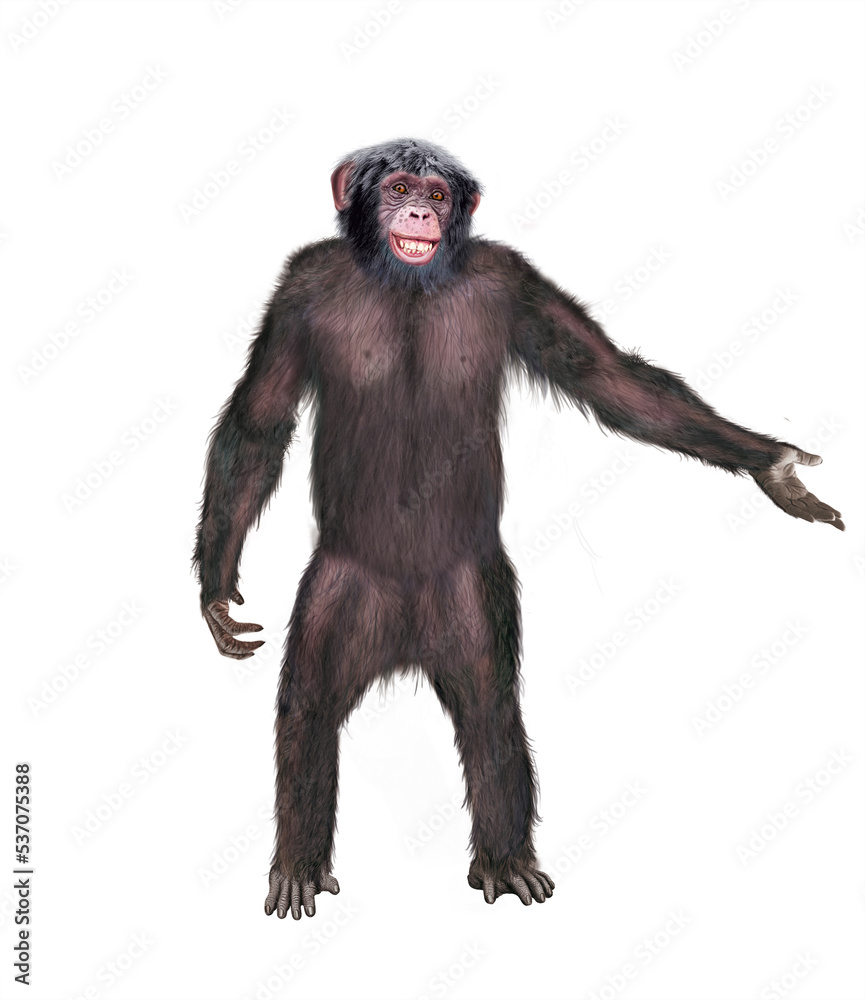 chimpanzé, attitude, mouvement, gesticule, singe, expression, mammifère, jardin zoologique, illustration, animal, fourrure, bonobo, nature, sauvage, faune, drôle, chimpanzé, attitude, mouvement, gesticule, singe, expression, mammifère, jardin zoologique, illustration, animal, fourrure, bonobo, nature, sauvage, faune, drôle,