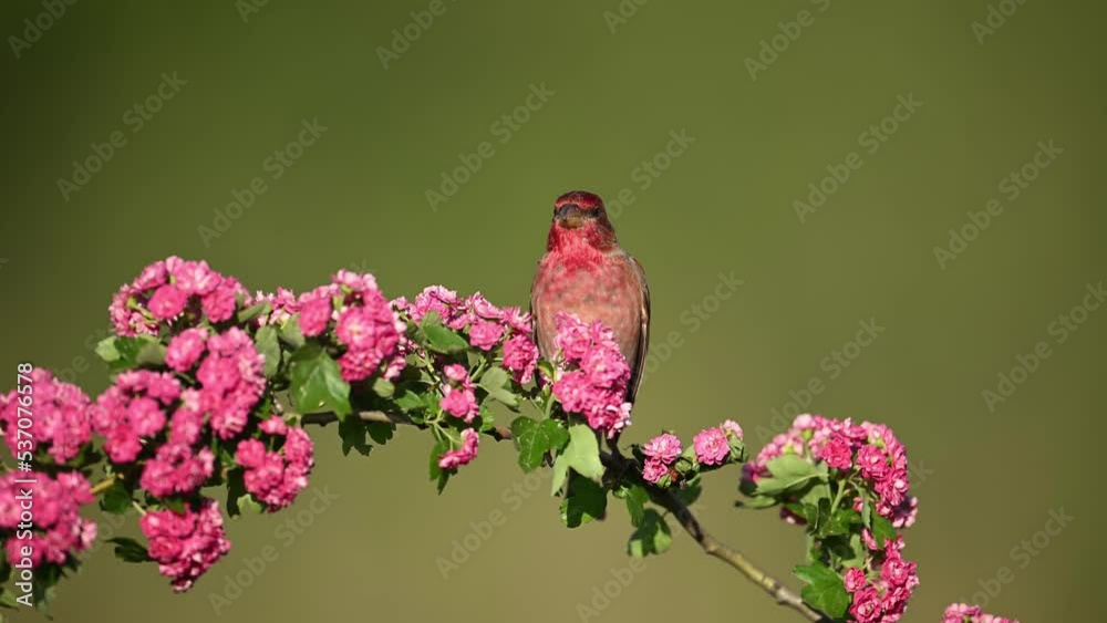 Common rosefinch ( carpodacus erythrinus ) male	