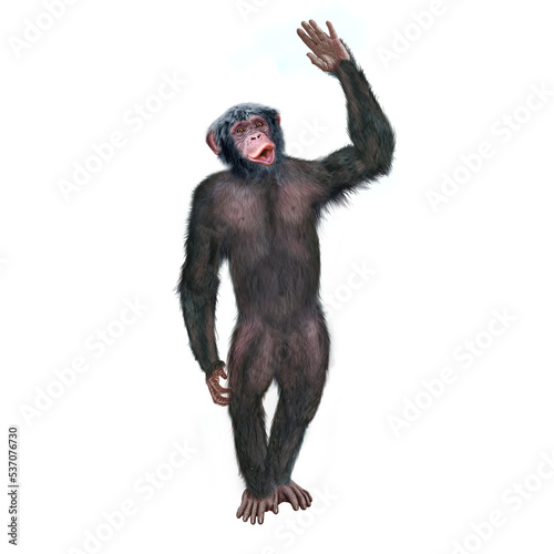 chimpanz    attitude  mouvement  gesticule  singe  expression  mammif  re  jardin zoologique  illustration  animal  fourrure  bonobo  nature  sauvage  faune  dr  le  