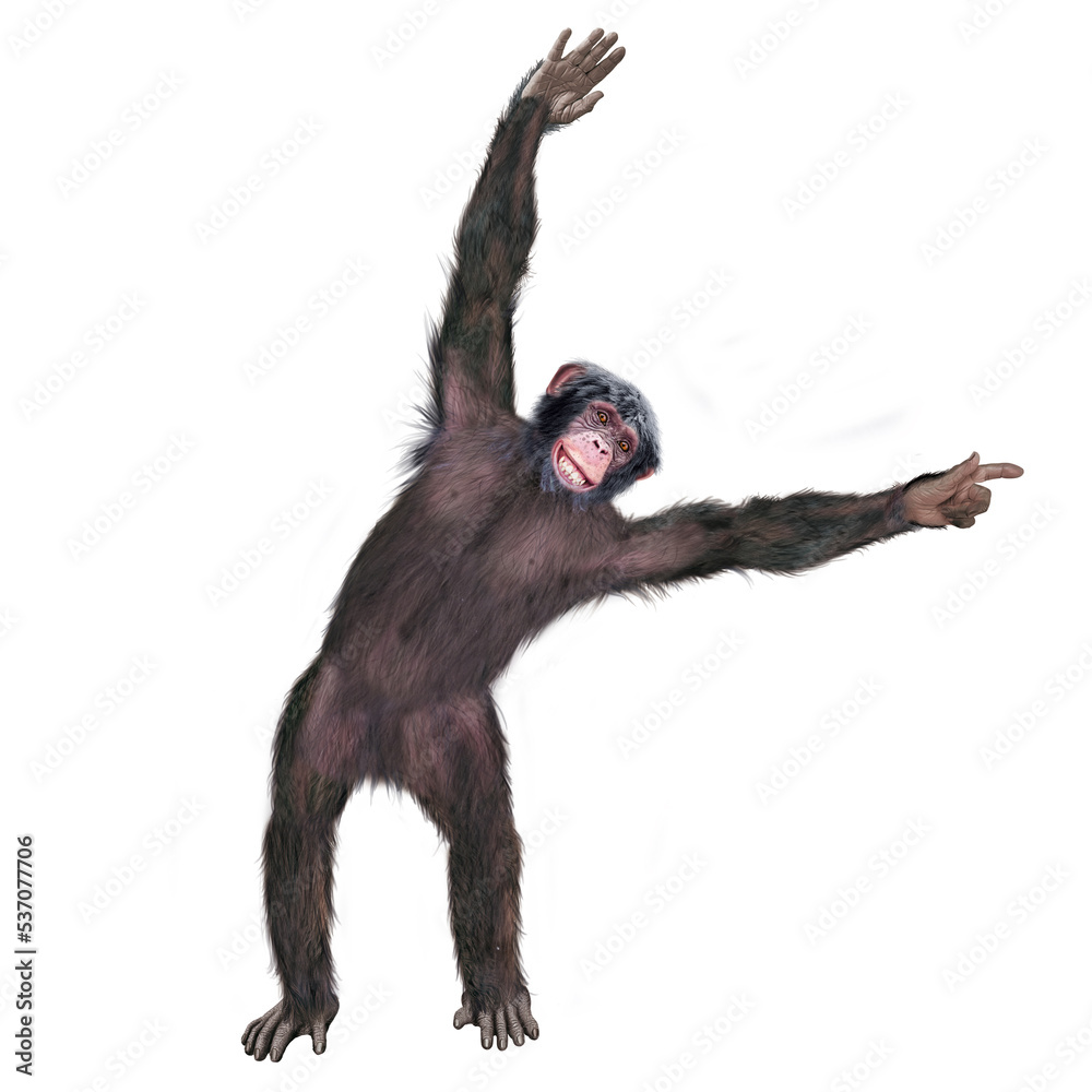 chimpanzé, attitude, mouvement, gesticule, singe, expression, mammifère, jardin zoologique, illustration, animal, fourrure, bonobo, nature, sauvage, faune, drôle, chimpanzé, attitude, mouvement, gesticule, singe, expression, mammifère, jardin zoologique, illustration, animal, fourrure, bonobo, nature, sauvage, faune, drôle,