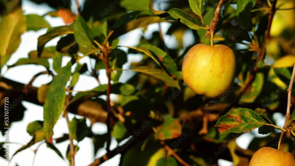 Solitary ripe apple hangs from a tree Solitary ripe apple hangs from a tree