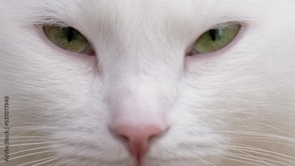 Cat muzzle closeup, green eyes white domestic cat. Cat muzzle closeup, green eyes white domestic cat.