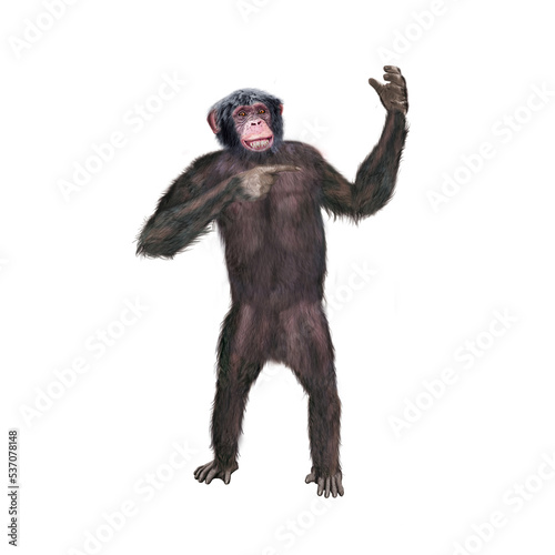 chimpanz    attitude  mouvement  gesticule  singe  expression  mammif  re  jardin zoologique  illustration  animal  fourrure  bonobo  nature  sauvage  faune  dr  le  