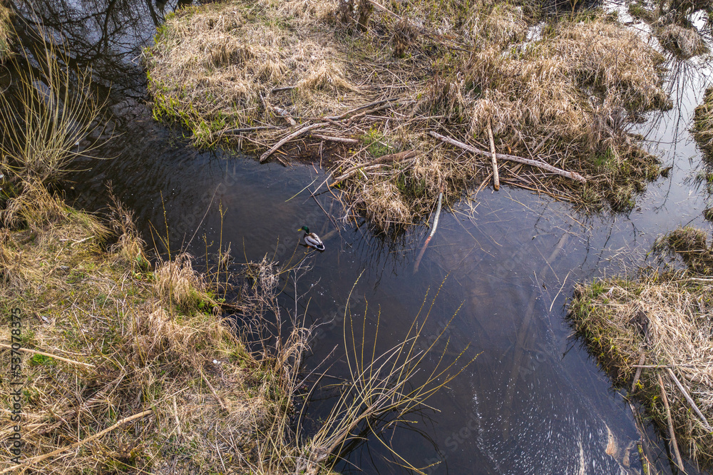 Drone view of lone swimming duck in swampland Drone view of lone swimming duck in swampland