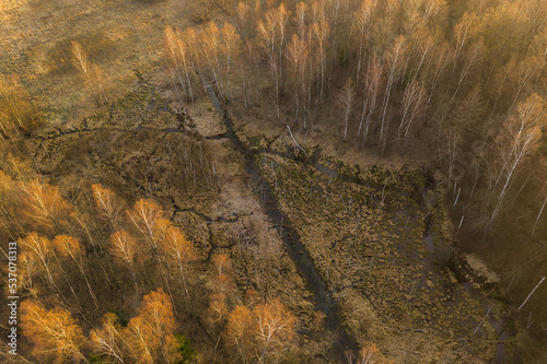 Drone view of flooded forest slowly turning to swampland