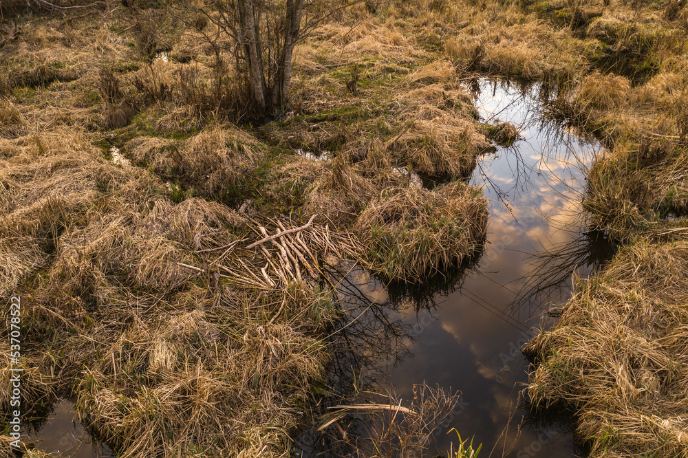 Drone view of swam little swampland overgrown by grass Drone view of swam little swampland overgrown by grass