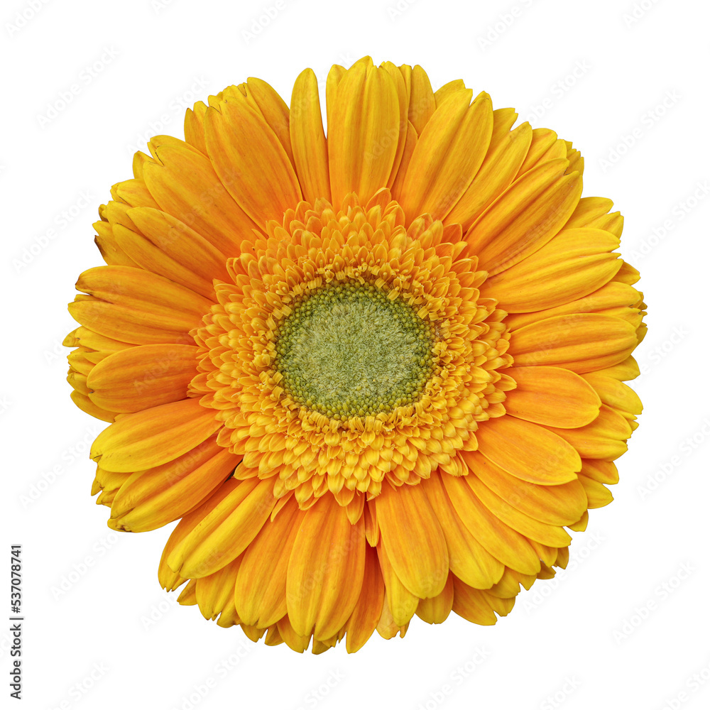 Yellow gerbera flower isolated on transparent background