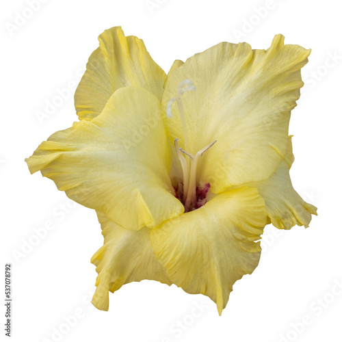 Fototapeta Naklejka Na Ścianę i Meble -  Yellow gladiolus flower isolated on transparent background