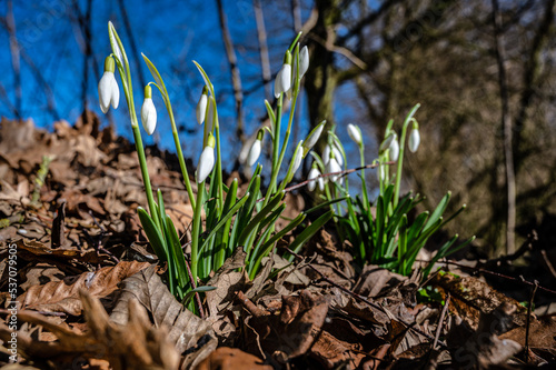 Frühling im Münsterland photo
