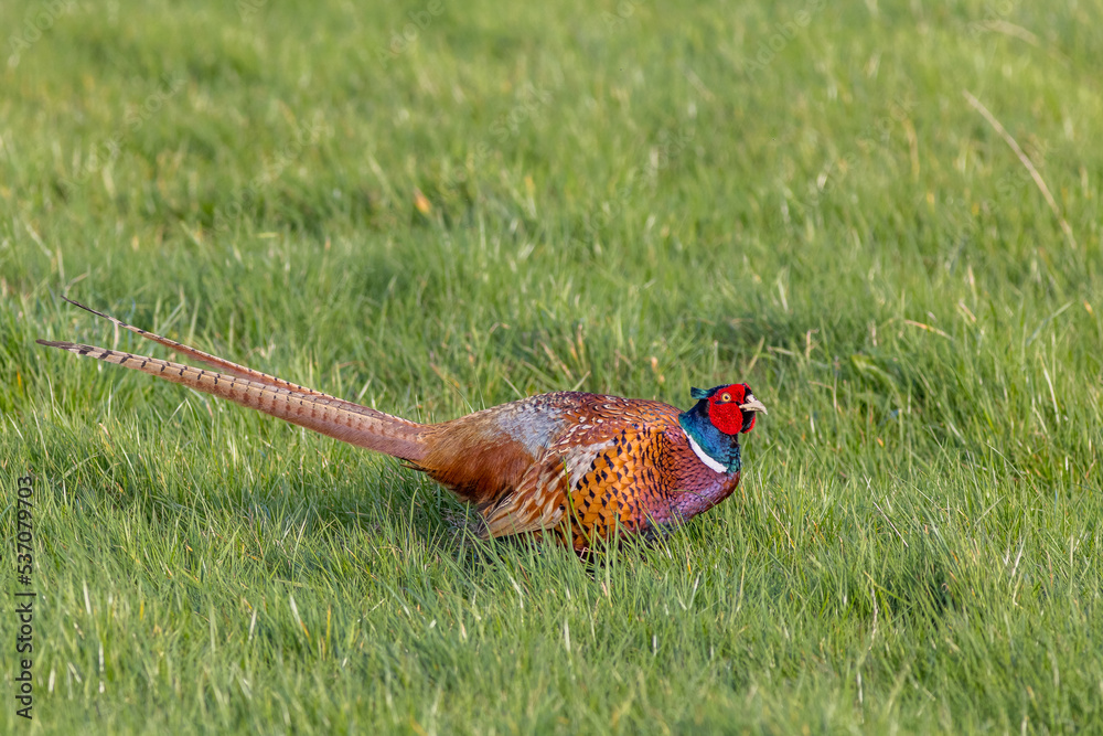 Fototapeta premium Pheasant (Phasianus colchicus)
