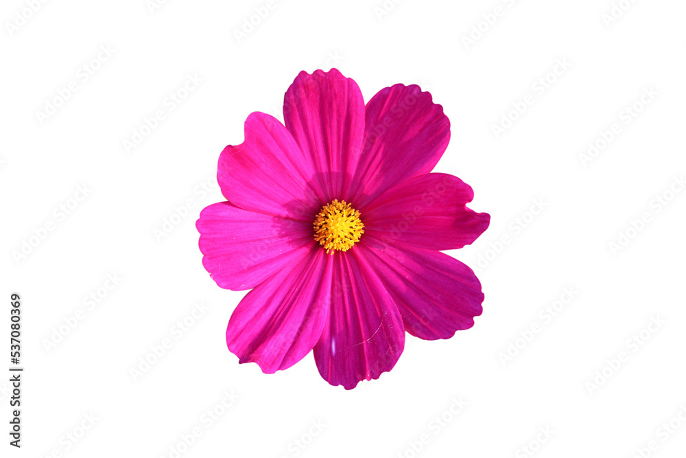 Bright pink cosmos flowers isolated on white background white clipping path.