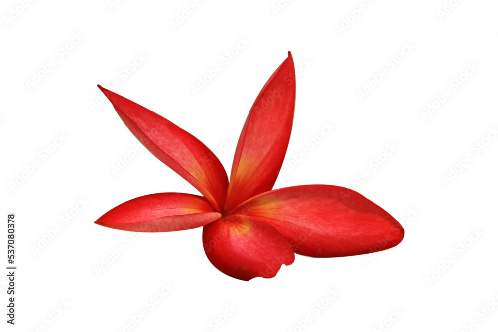 Bright pink cosmos flowers isolated on white background white clipping path. Bright pink cosmos flowers isolated on white background white clipping path.
