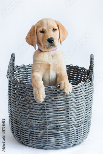 Labrador Dog Basket