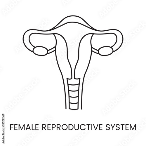 Female reproductive system linear icon in vector, illustration of human uterus and ovaries, gynecology.