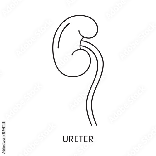 Human ureter icon line in vector, illustration of the internal organ of the urinary system. photo
