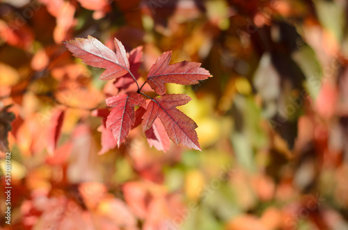 red autumn leaves