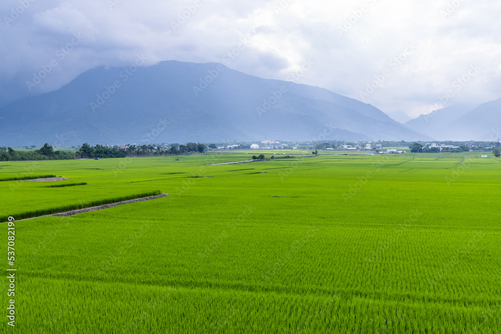 Paddy rice field in Taitung of Taiwan Paddy rice field in Taitung of Taiwan