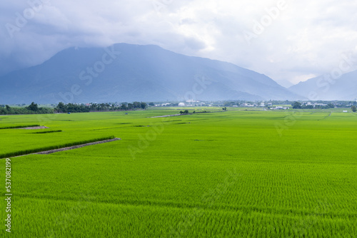 Paddy rice field in Taitung of Taiwan