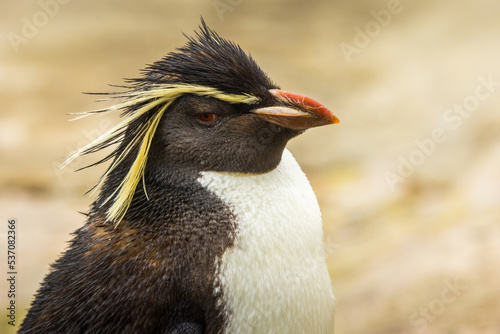  Northern Rockhopper penguin