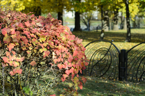decorative shrub in autumn on a sunny day