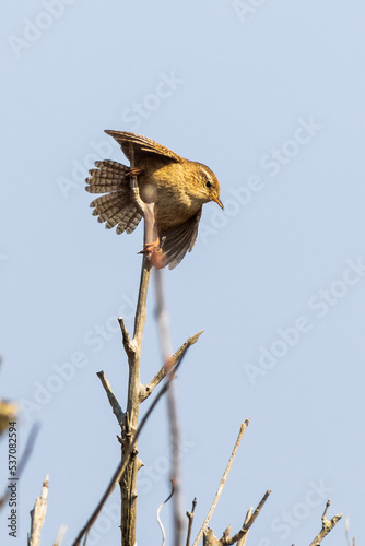 Wren (Troglodytes troglodytes)