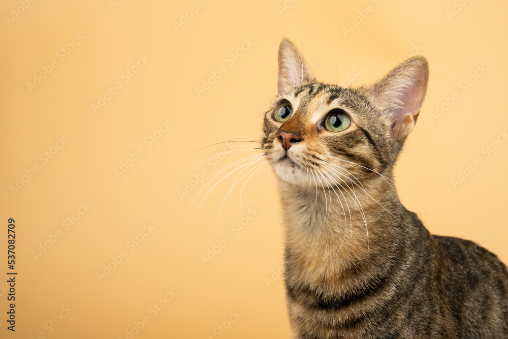 A domestic, beautiful cat looking up and left. Figure of a cat on an isolated background of orange color. A domestic, beautiful cat looking up and left. Figure of a cat on an isolated background of orange color.