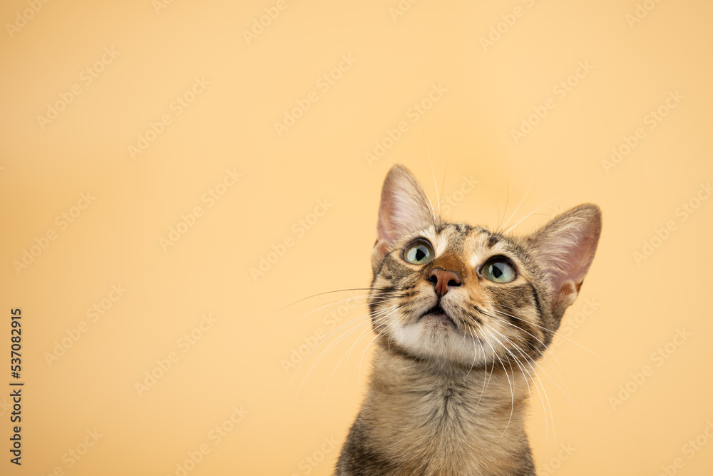A domestic, cute cat looking up. Figure of a cat on an isolated background of orange color.
