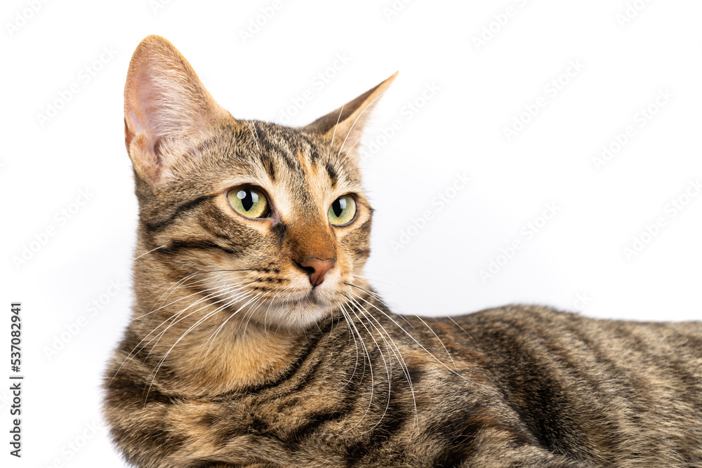 A domestic cat is relaxing as she is looking right. Figure of a cat on an isolated background of white color. A domestic cat is relaxing as she is looking right. Figure of a cat on an isolated background of white color.
