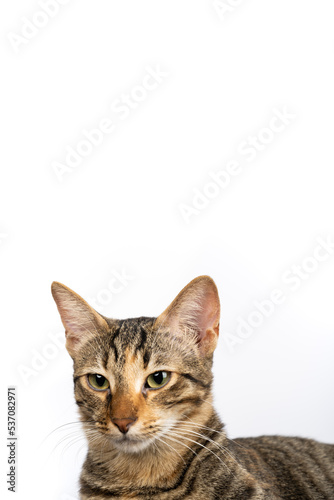 A domestic cat relaxing. Figure of a cat on an isolated background of white color.