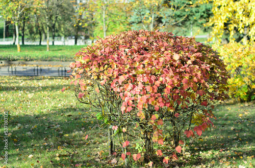 decorative shrub in autumn on a sunny day