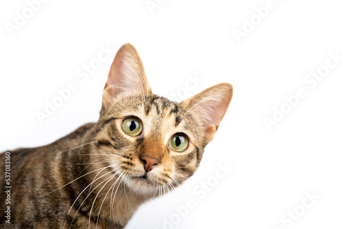 A domestic, surprised cat looking at the camera. Figure of a cat on an isolated background of white color.