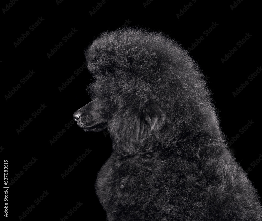 Portrait of beautiful black poodle Portrait of beautiful black poodle