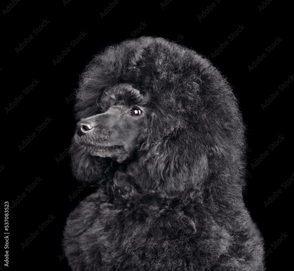Funny puppy of toy black poodle Funny puppy of toy black poodle