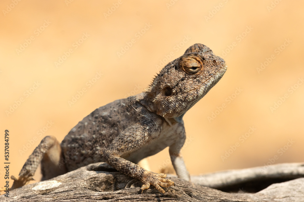 agama on a tree branch in the african plains agama on a tree branch in the african plains