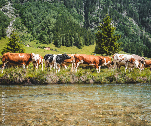 Alpine valley with Alm river and cows where there is plenty of space for sports
