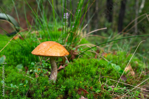 Leccinum aurantiacum or rough-stemmed bolete mushroom. Wild mushroom growing in the forest, Ukraine.