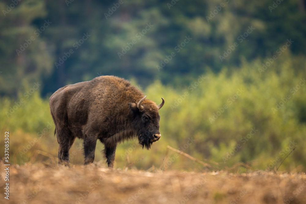 Fototapeta premium European bison - Bison bonasus in Knyszyn Forest