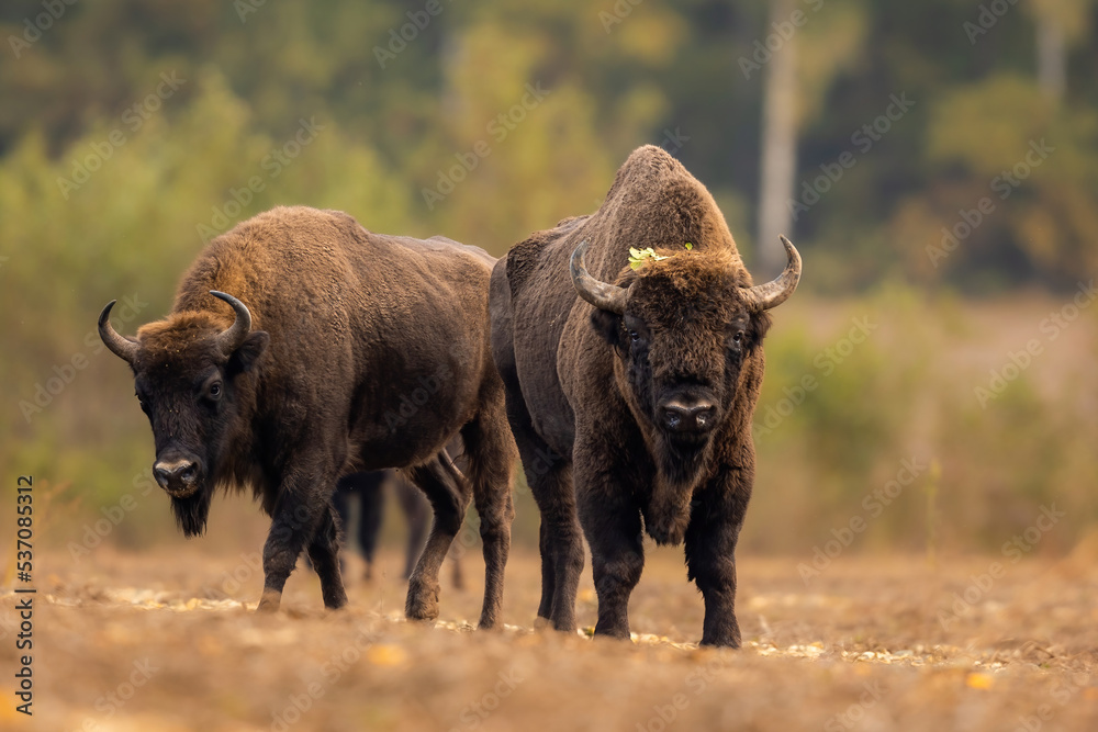 European bison - Bison bonasus in Knyszyn Forest