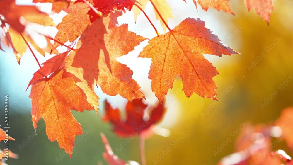 Super slow motion of falling autumn maple leaves outdoors. Filmed on high speed cinema camera, 1000 fps.