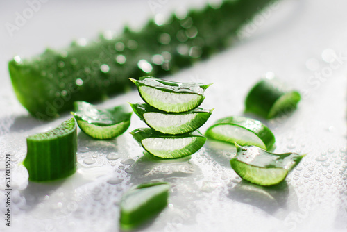 Fresh aloe Vera leaves with a drop of water