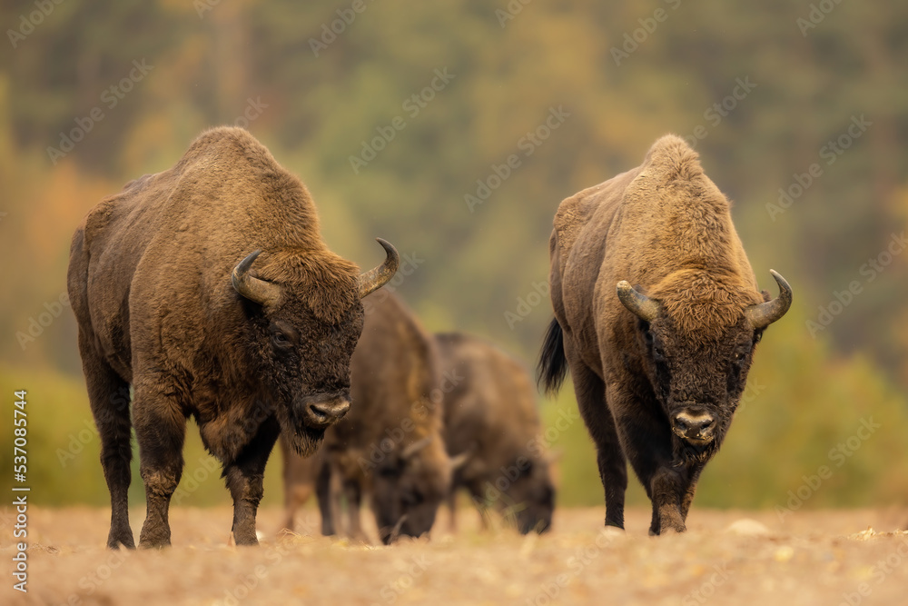 European bison - Bison bonasus in Knyszyn Forest European bison - Bison bonasus in Knyszyn Forest